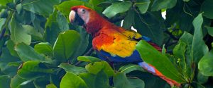 parrot