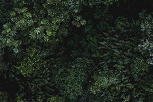 nicaragua-green-season