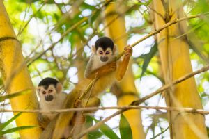 Singes