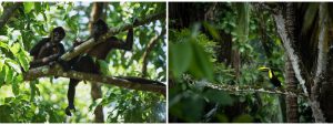 toucan-singe-costa-rica