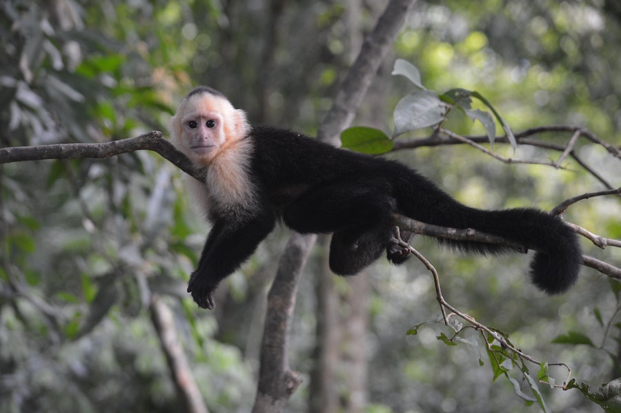 monkey lying on a branch in Costa Rica
