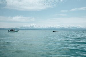 Spotting whales in the ocean during the Costa Rica rainy season