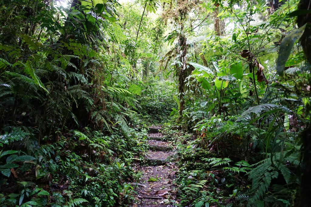 Jungle path surrounded by trees during Costa Rica rainy season