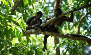 Mother and baby howler monkey in the Osa Peninsula jungle